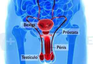 prostatainfografia